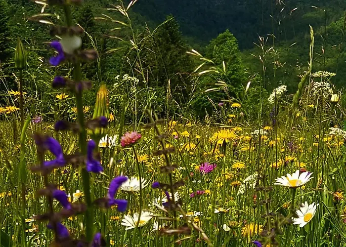 Apartmaji Pekovec דירה בוהין